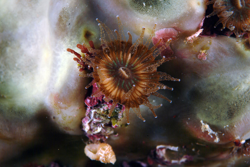 Cladocora caespitosa